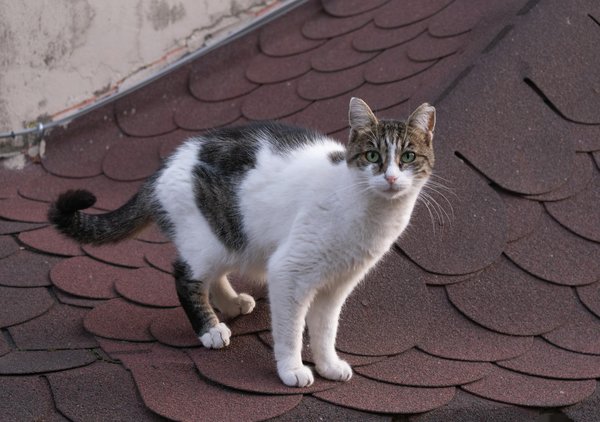 Harnessing the healing potential of daily gratitude: a pathway to enhanced mental well-being